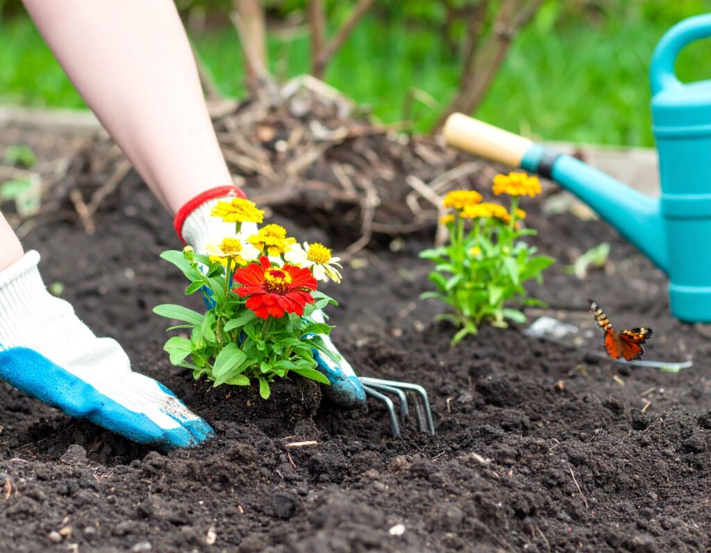 Planting mint, chamomile, lemon balm