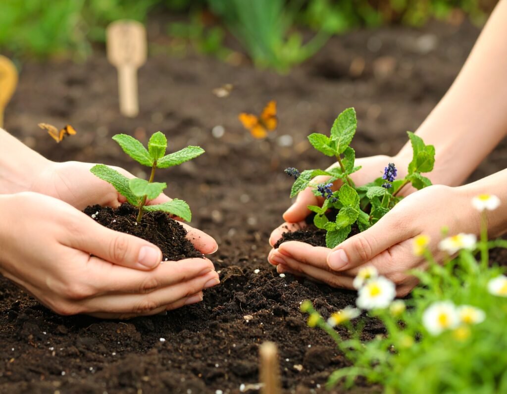Planting peppermint runners, lavender seedlings, chamomile seeds