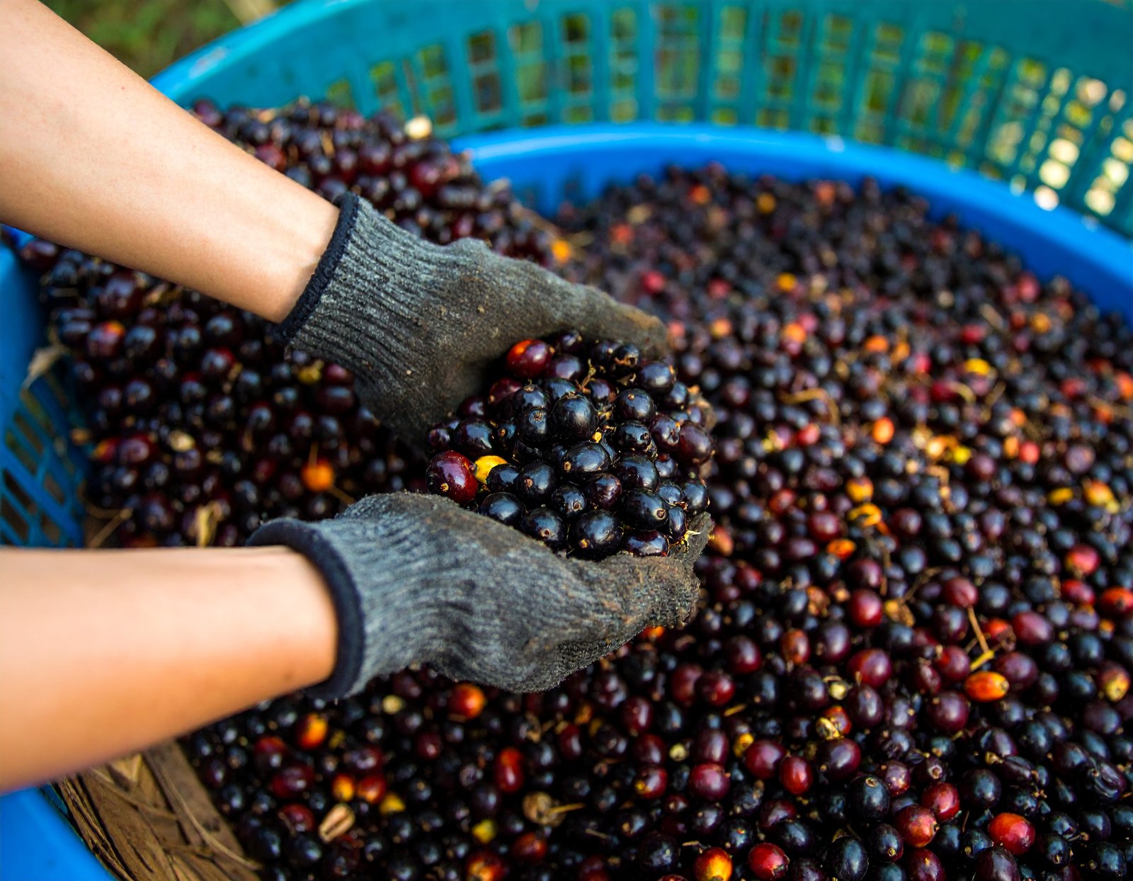 Ripe saw palmetto berries on palm frond
