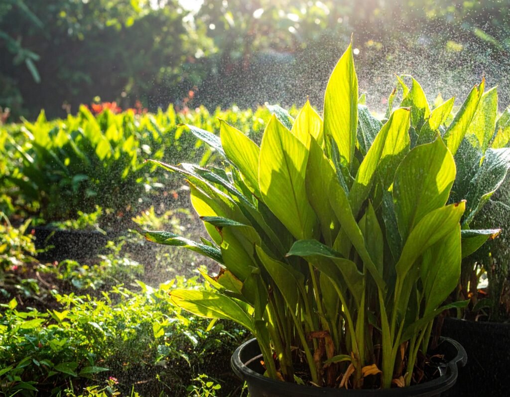 Healthy turmeric plants in pots