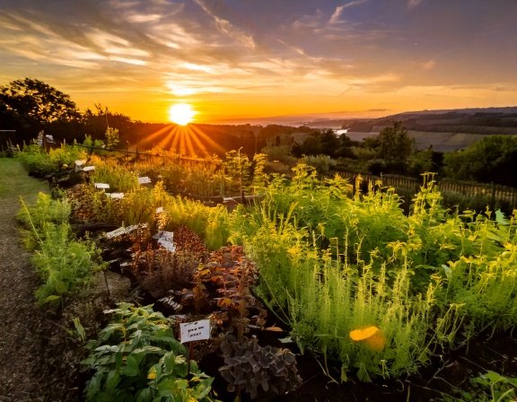 Herb garden beds labeled for immunity