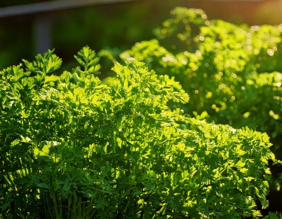 Kitchen herb garden with parsley
