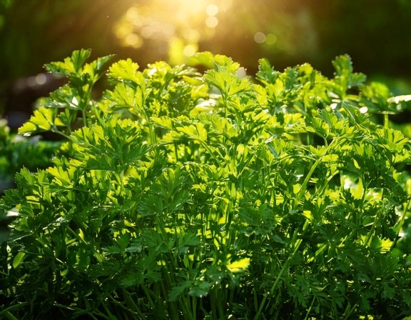 Kitchen herb garden with lush parsley