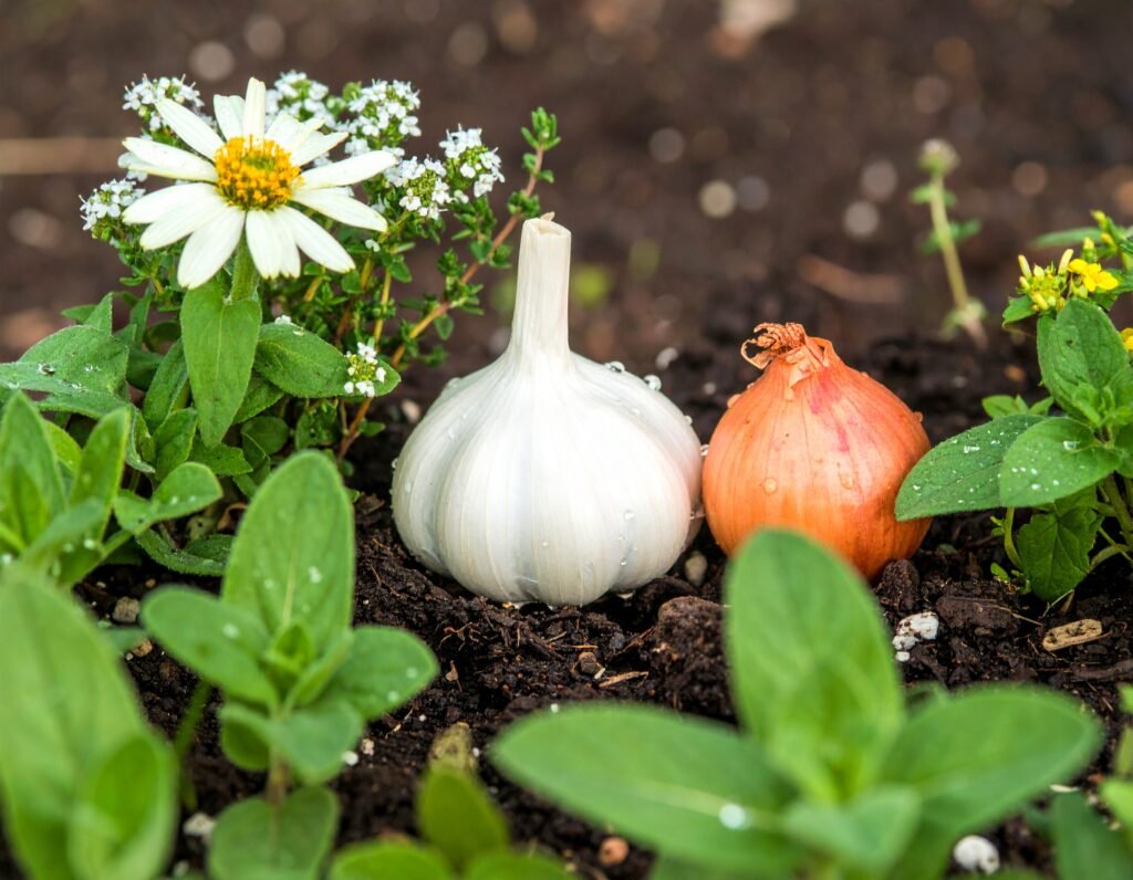 Close-up of echinacea, thyme, oregano, parsley, sage