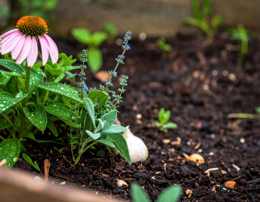 More immune-supporting spring herbs