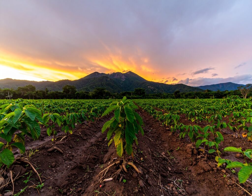 Lush field of maca plants with green leaves and roots