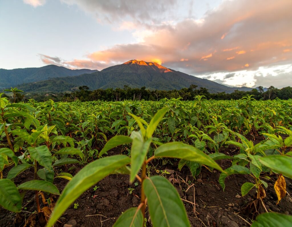 Maca field in the Andes