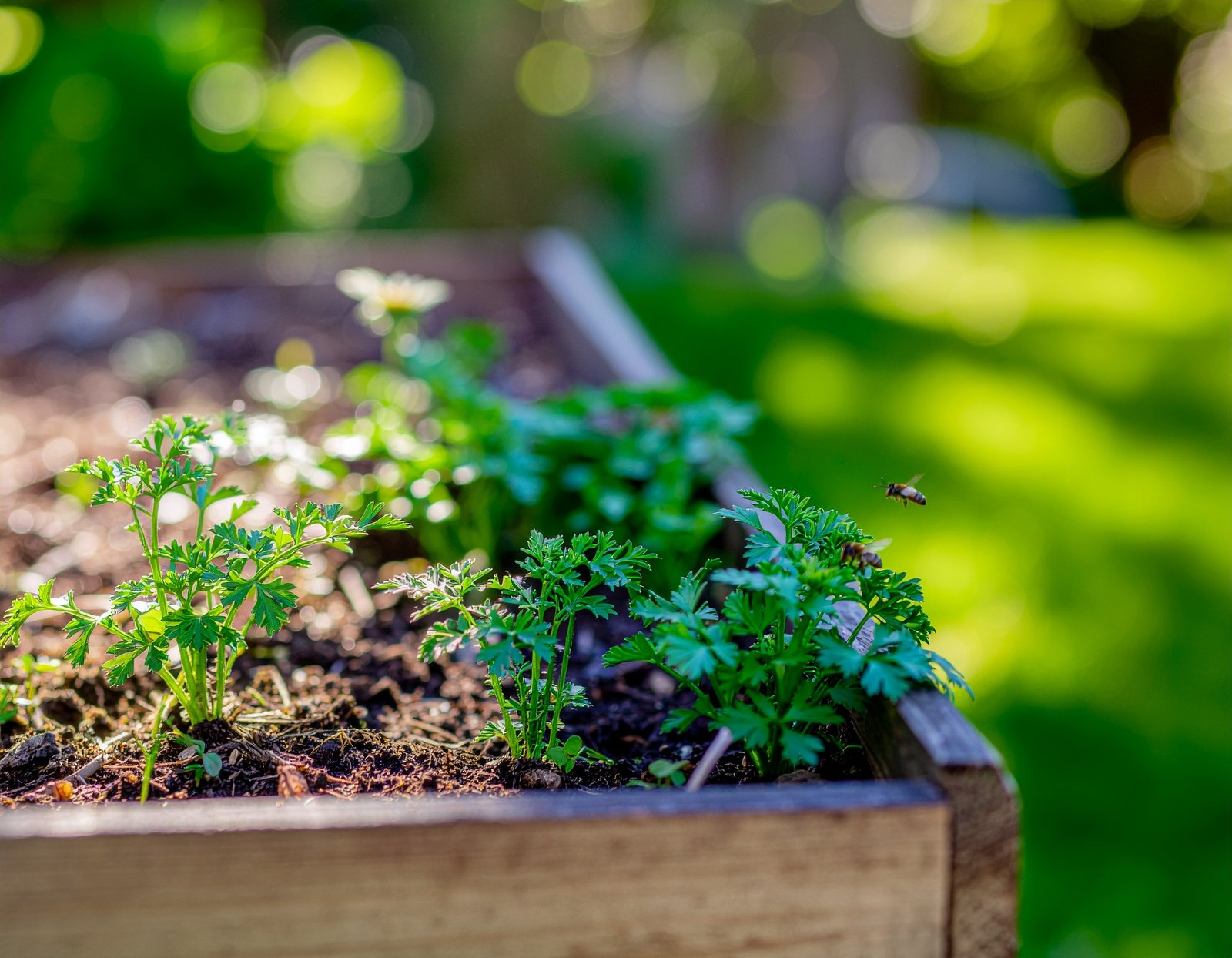 Spring Planting for Immunity