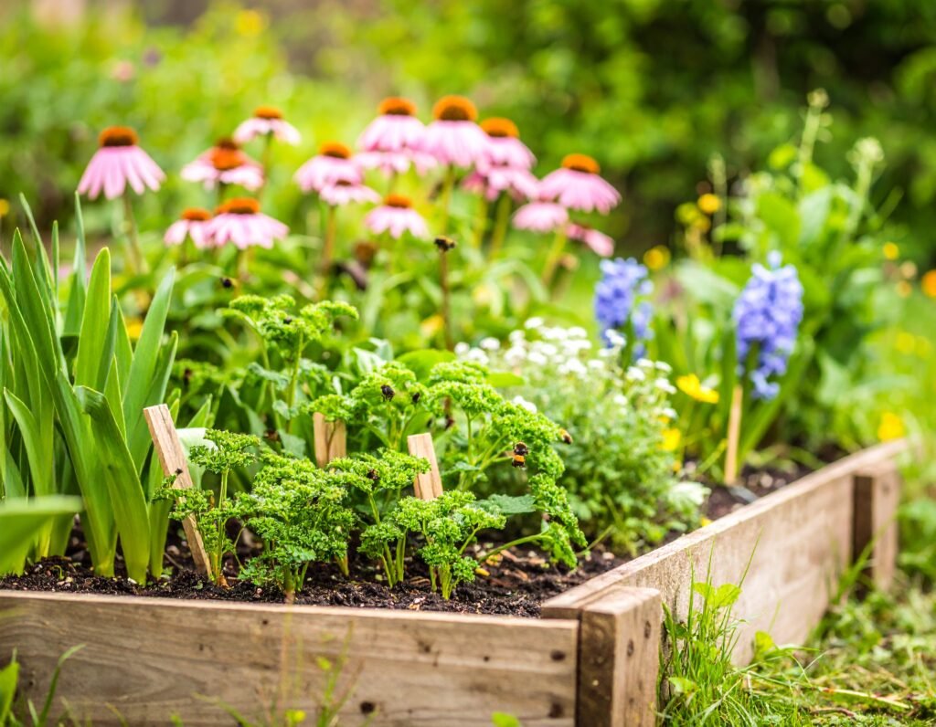 Spring echinacea seedlings in a lush herb garden