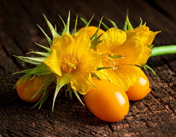 Tribulus macro fruit and flower