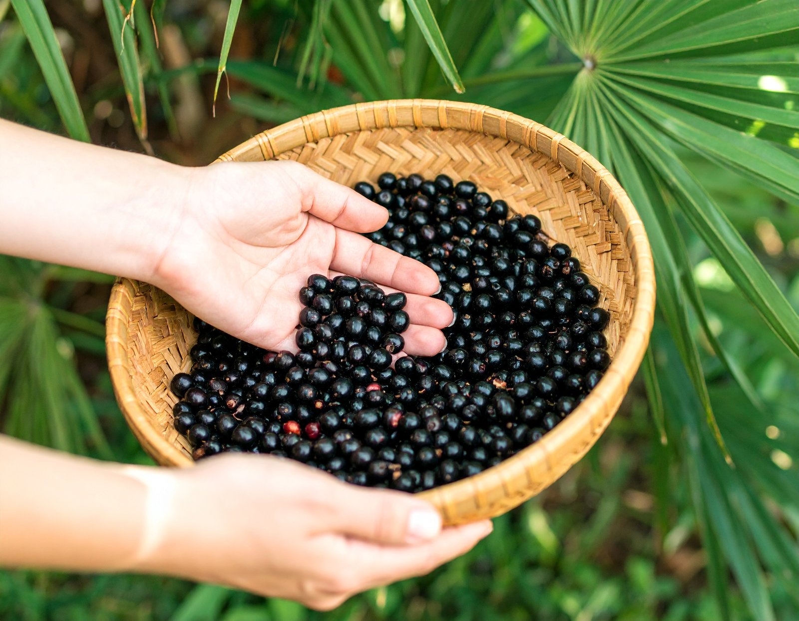 Saw palmetto berries