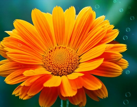 Microscopic style illustration of flavonoid molecules in calendula petals.