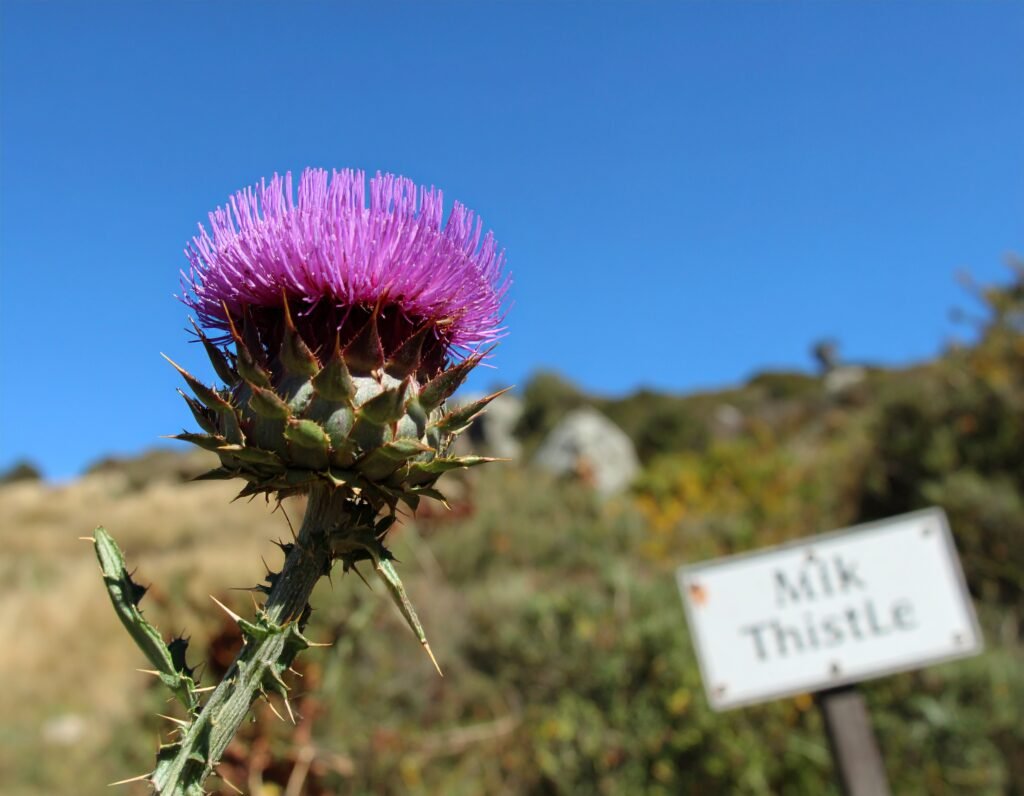 Milk thistle plant with purple flowers and spiky leaves