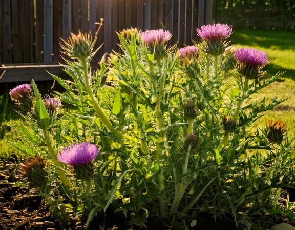 Dramatic spiked milk thistle leaves and flowers