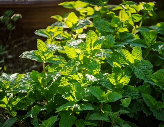 Minty green peppermint leaves in shaded herb bed