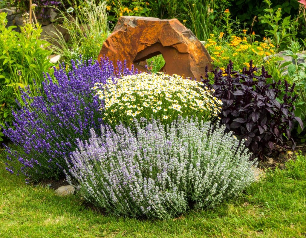 Lavender and lemon balm in garden bed