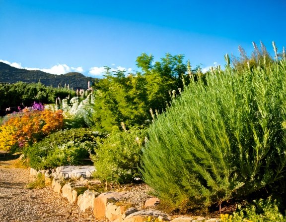 Row of rosemary bushes with companions