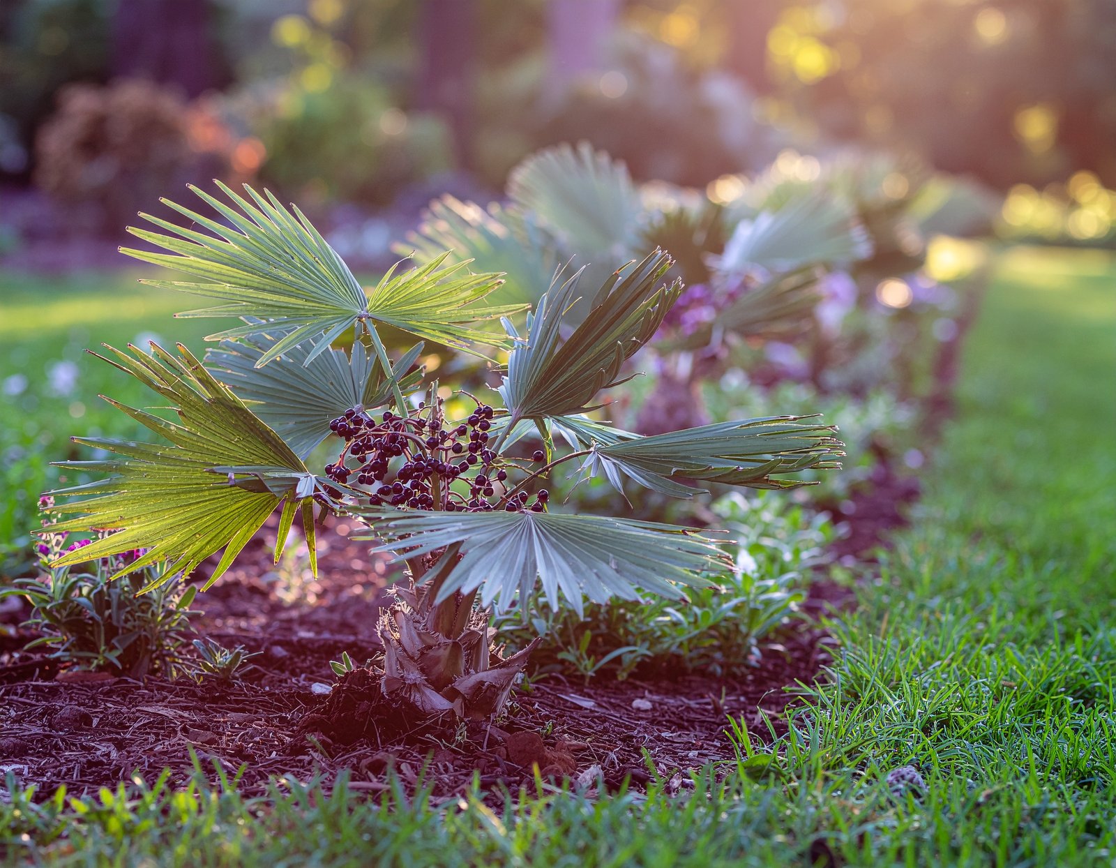 Saw palmetto palms in sunny garden
