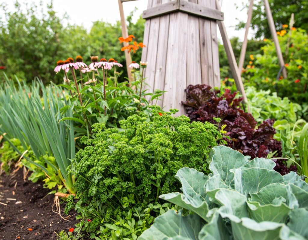 Spring garden with young echinacea and garlic