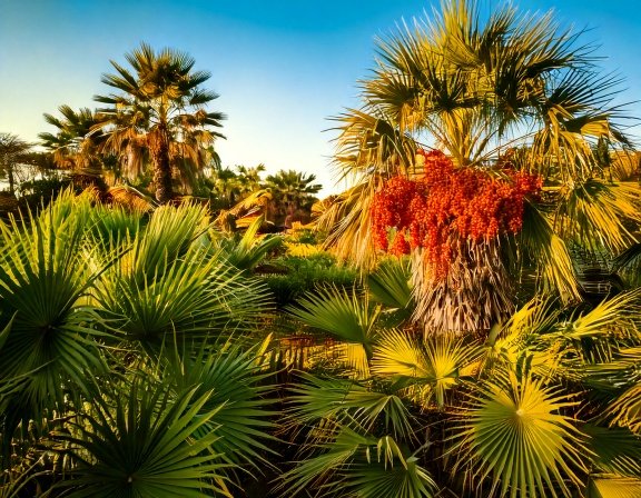 Herbal tea setup featuring saw palmetto and tribulus