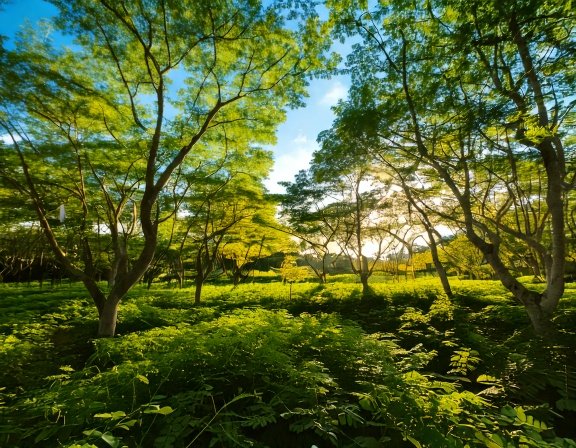 Sunny tropical garden with moringa trees
