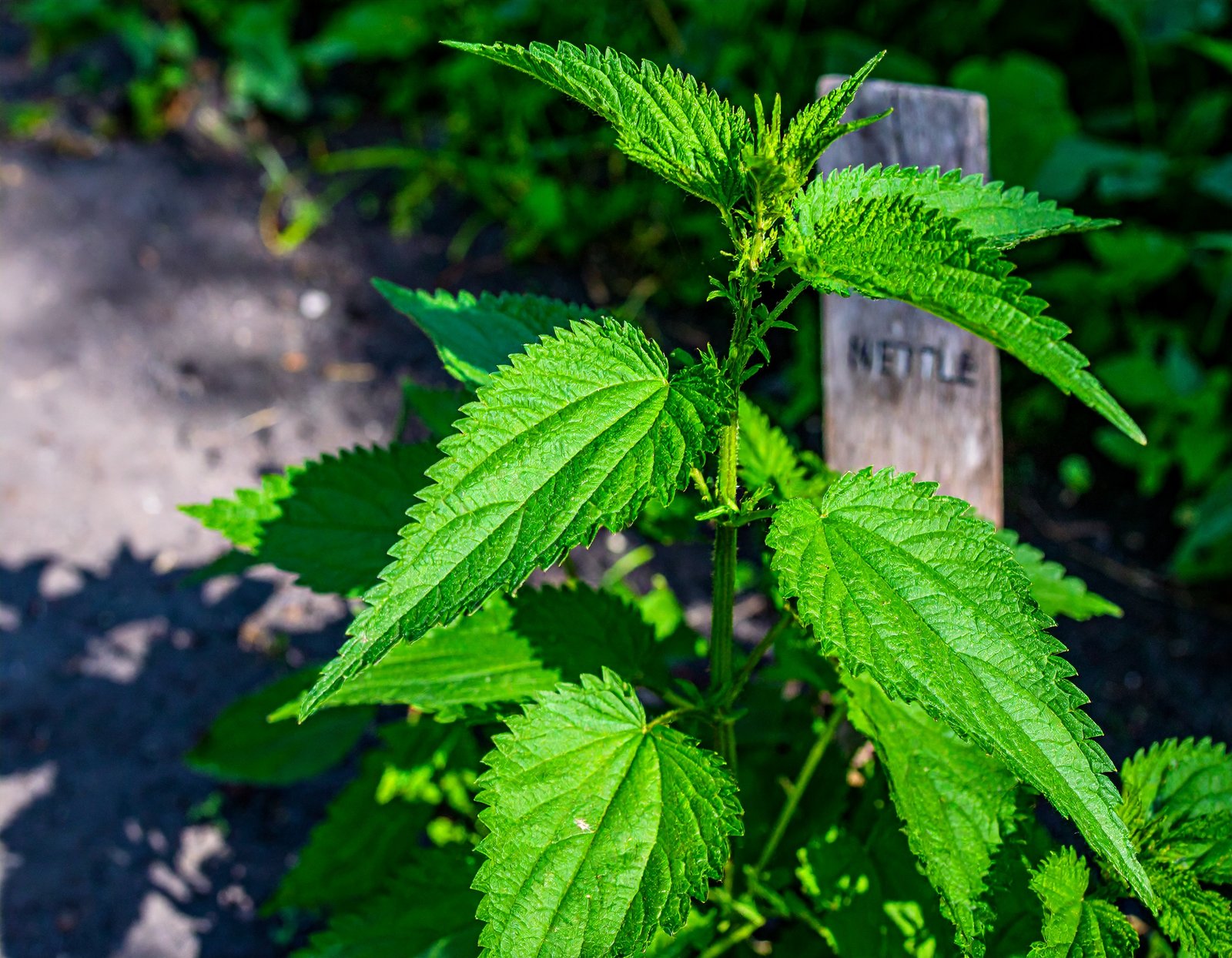 Nettle leaves for nutrient-rich herbal remedies