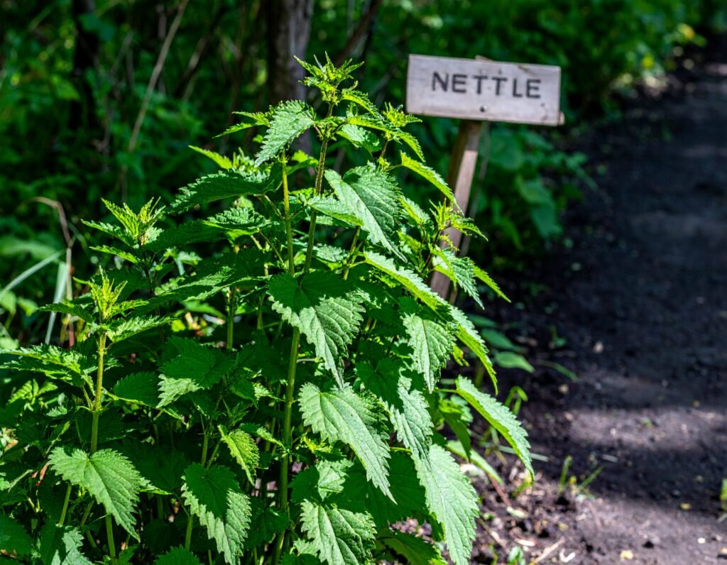 Tall nettle plants in a shady garden path