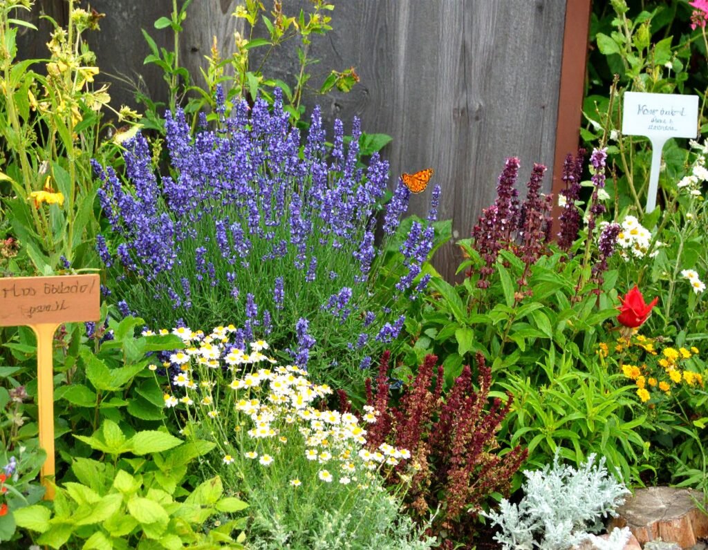 Lavender surrounded by calming companion herbs