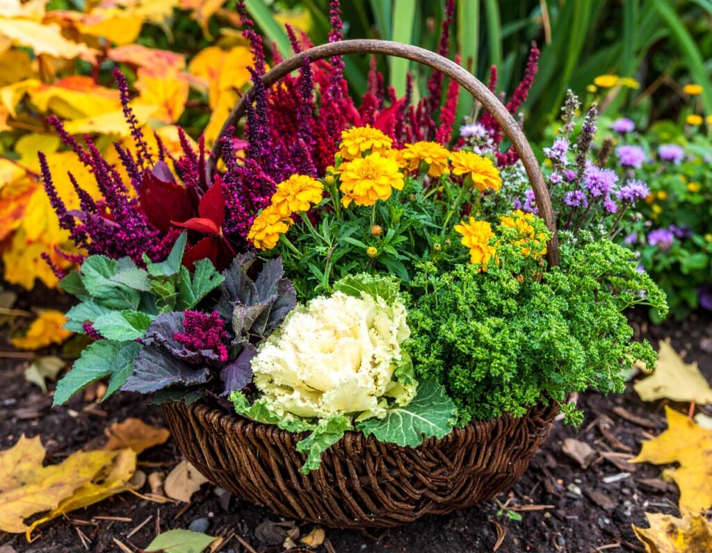 Fall detox garden with dandelion, milk thistle, burdock, parsley, calendula