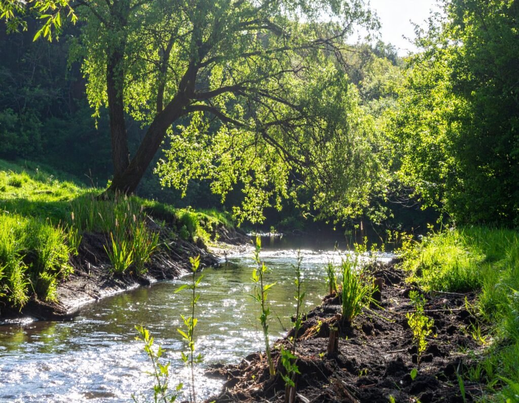 Willow cuttings being planted along stream
