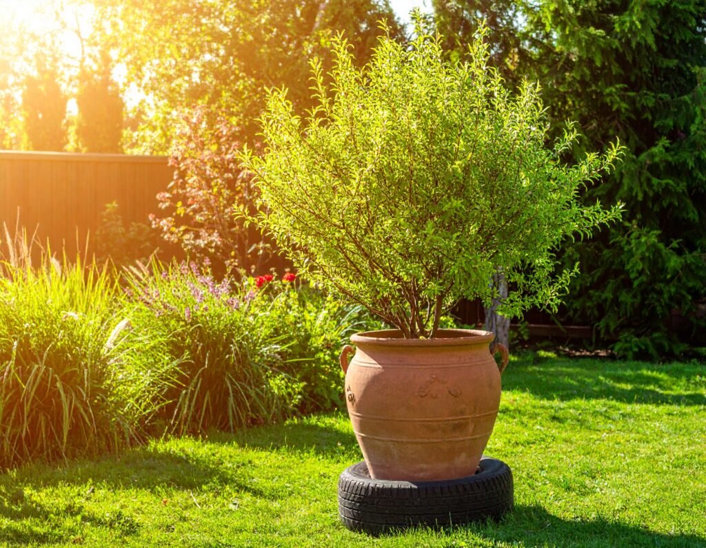 Willow tree in clay pot