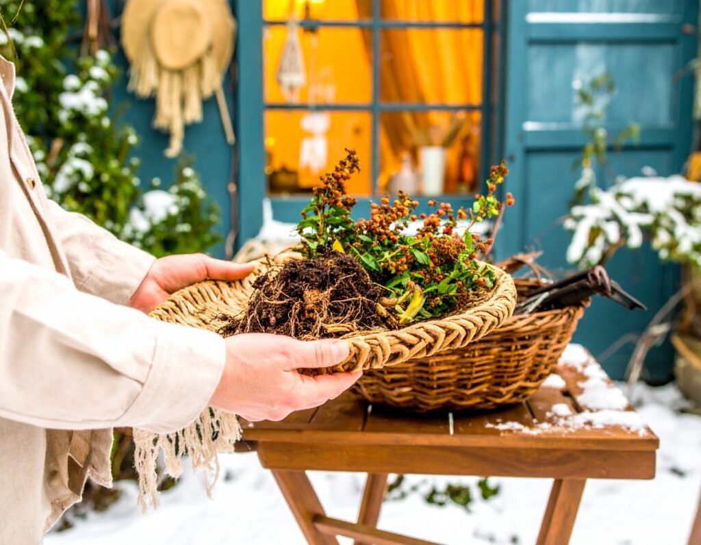 Winter garden scene digging up roots