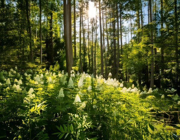 Woodland black cohosh