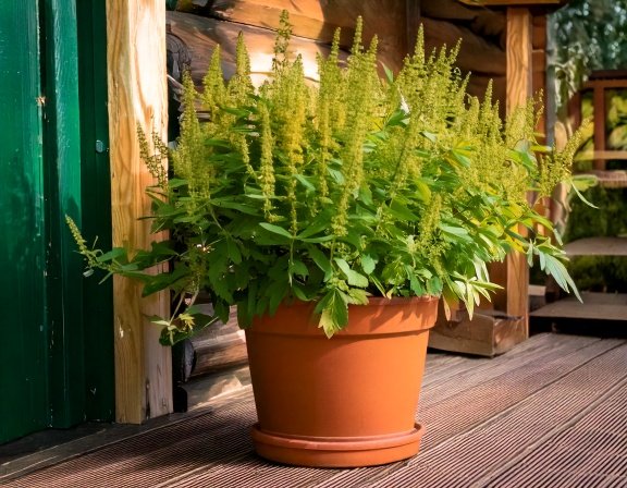 Black cohosh potted on porch