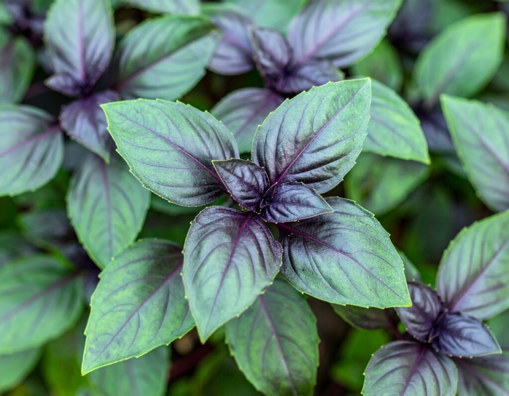 Close-up holy basil