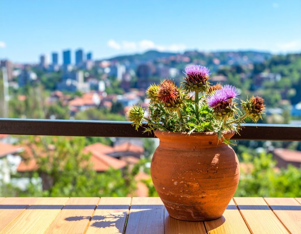 Milk thistle in clay pot on balcony