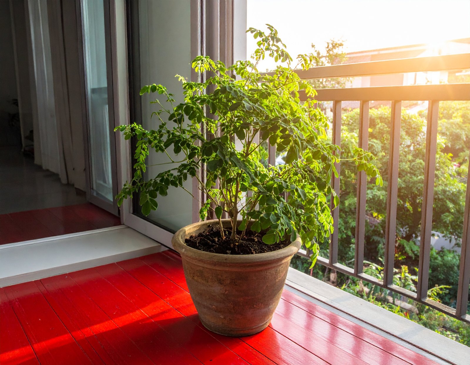 Moringa plant in a large clay pot thriving, sun shining, balcony