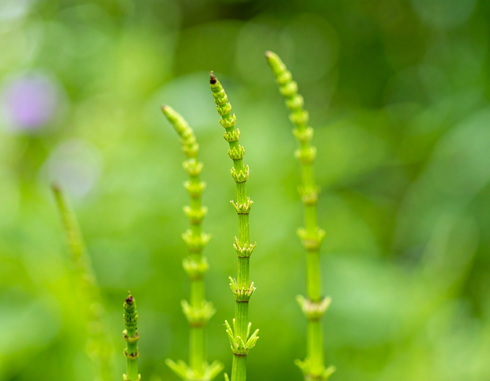 Horsetail plant