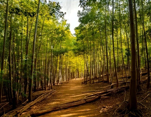 Lush tropical grove with cinnamon trees