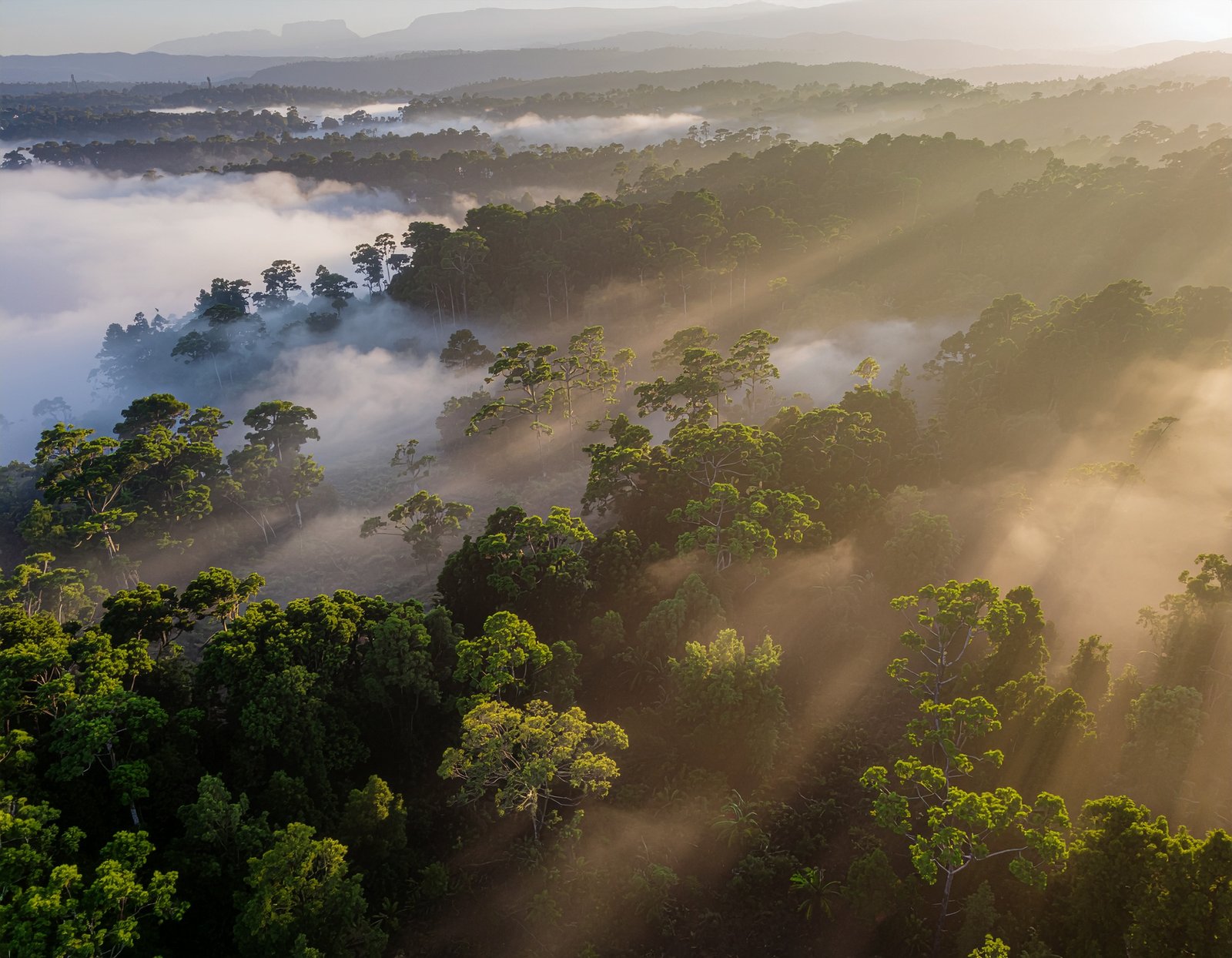 Misty Kafa forest with wild coffee trees