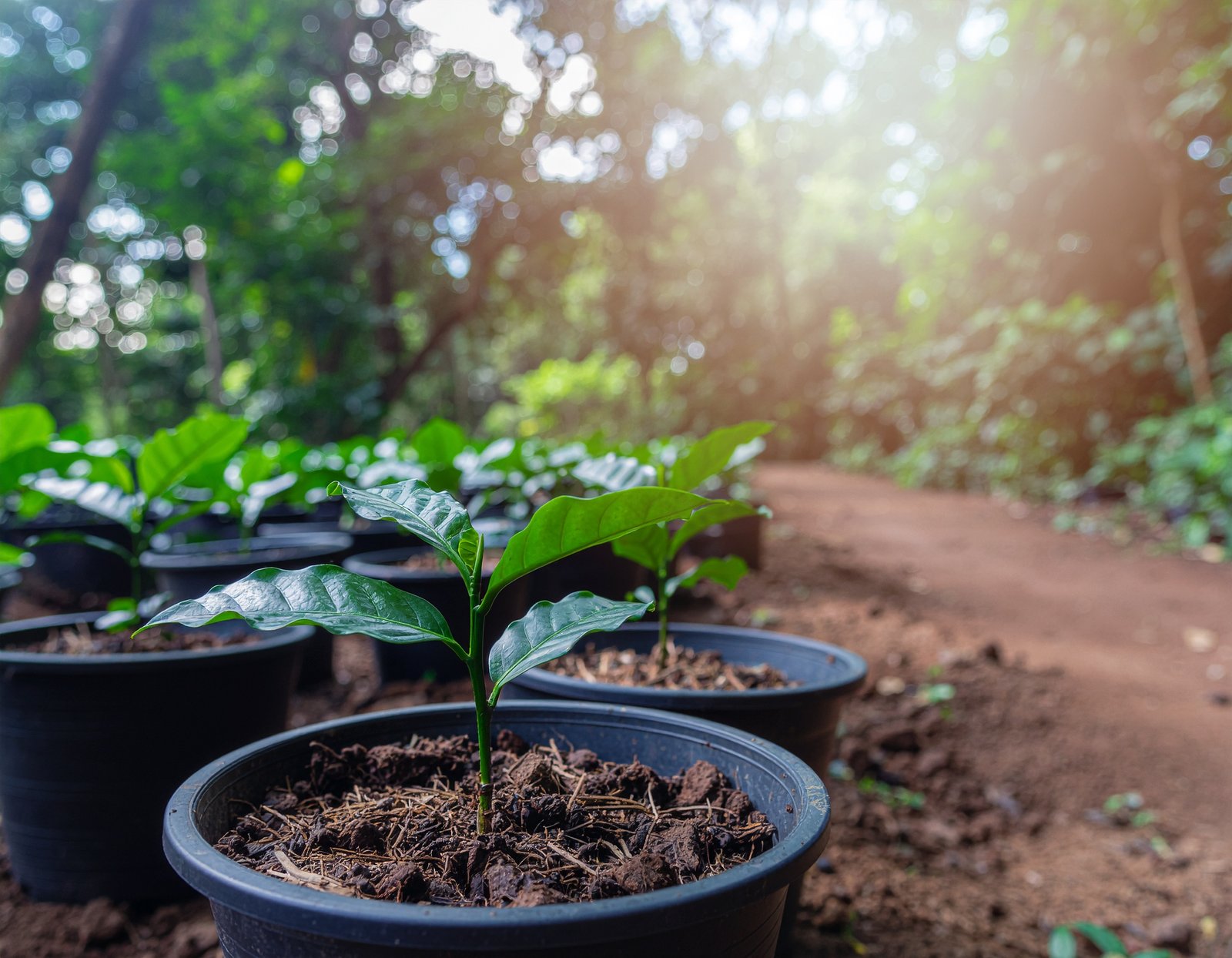 Coffee nursery saplings ready for transplanting