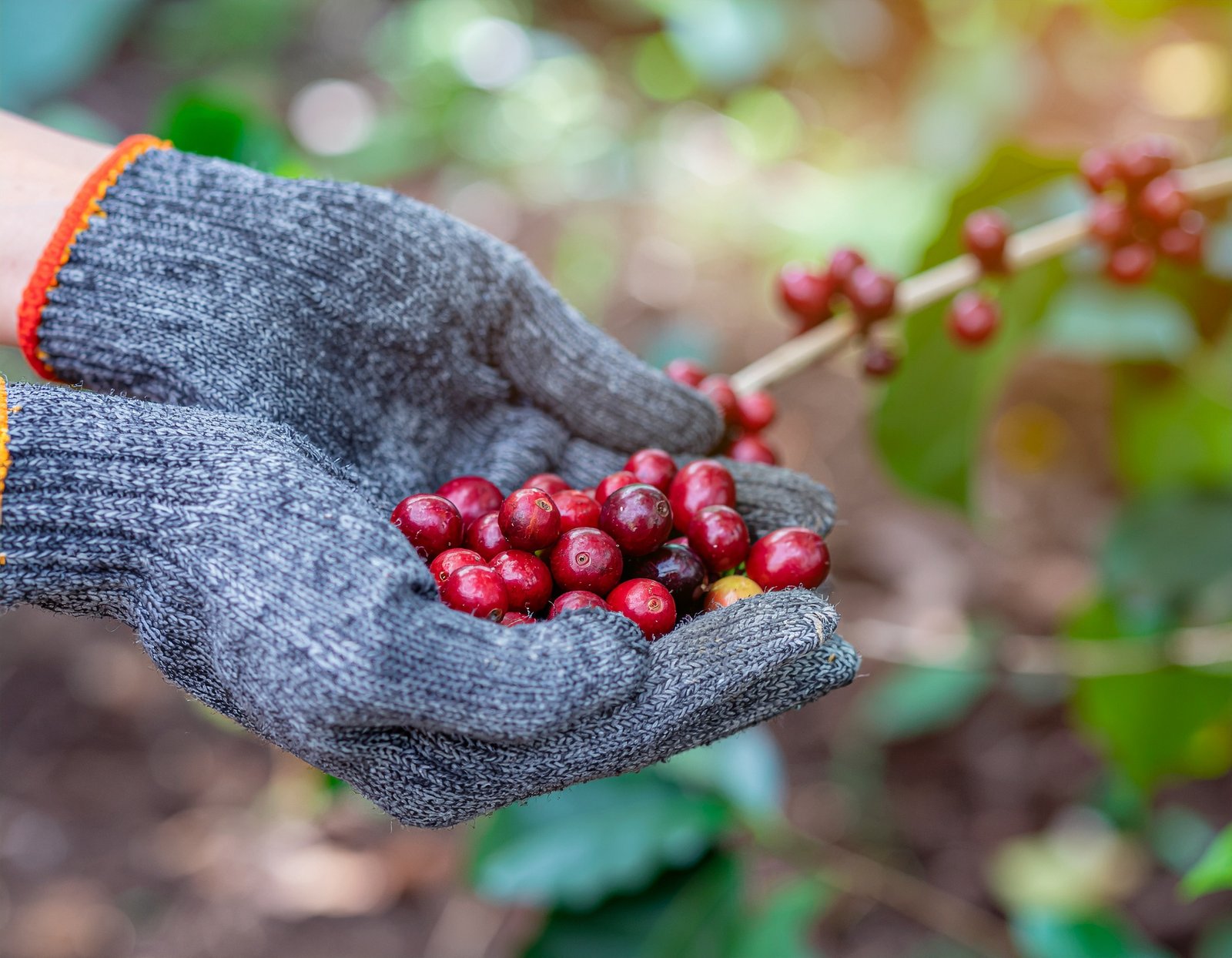 Farmer handpicking red coffee cherries