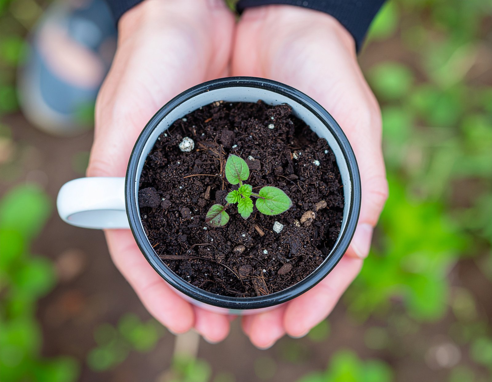 Peppermint and chamomile in garden