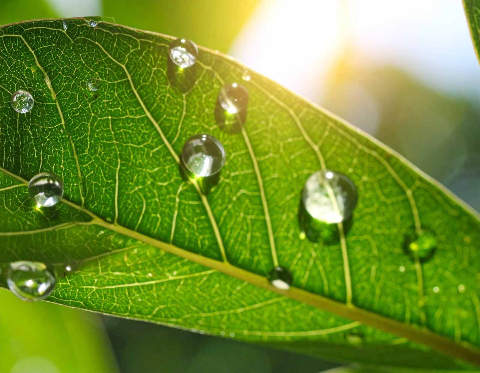 Dew drop resting on a green leaf