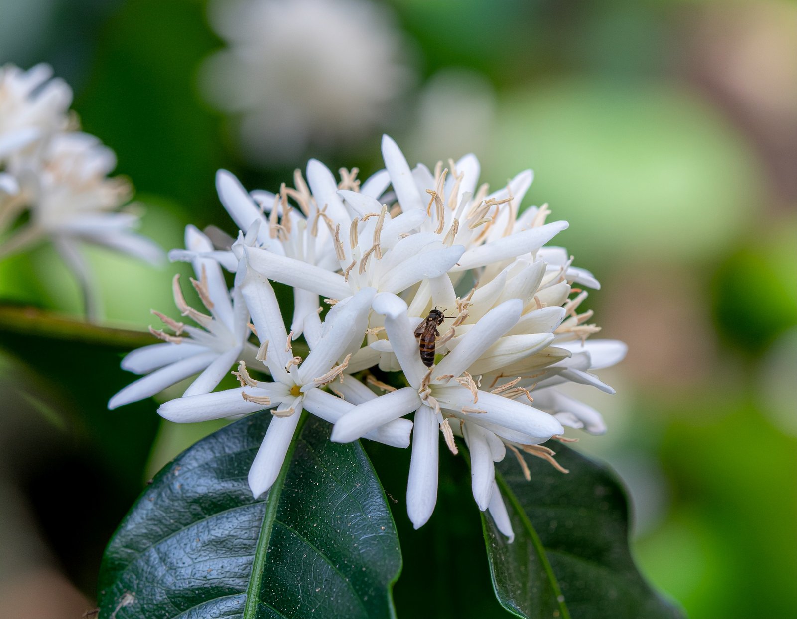 Coffee flowers in bloom on branch