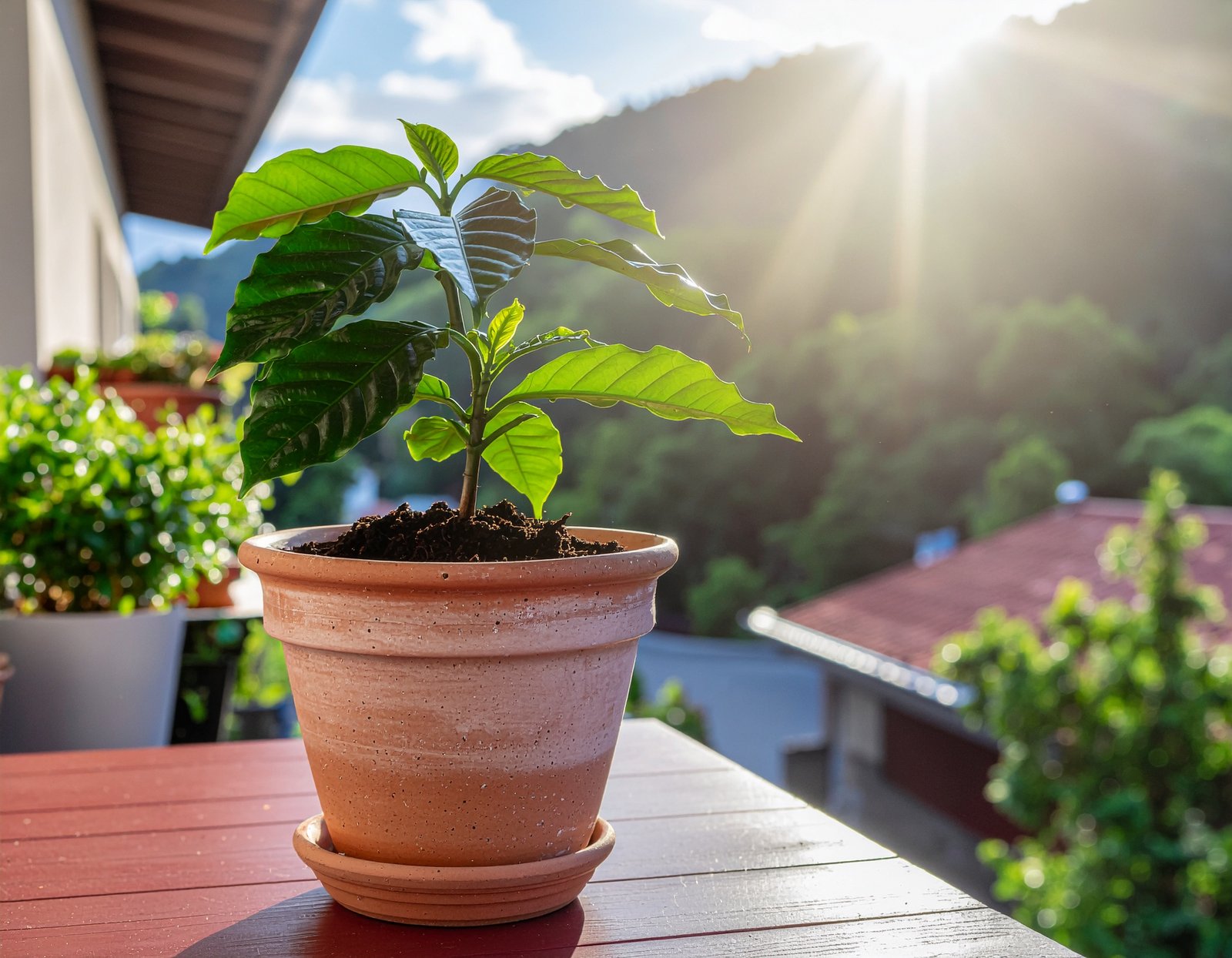 Young coffee plant growing in soil under filtered light