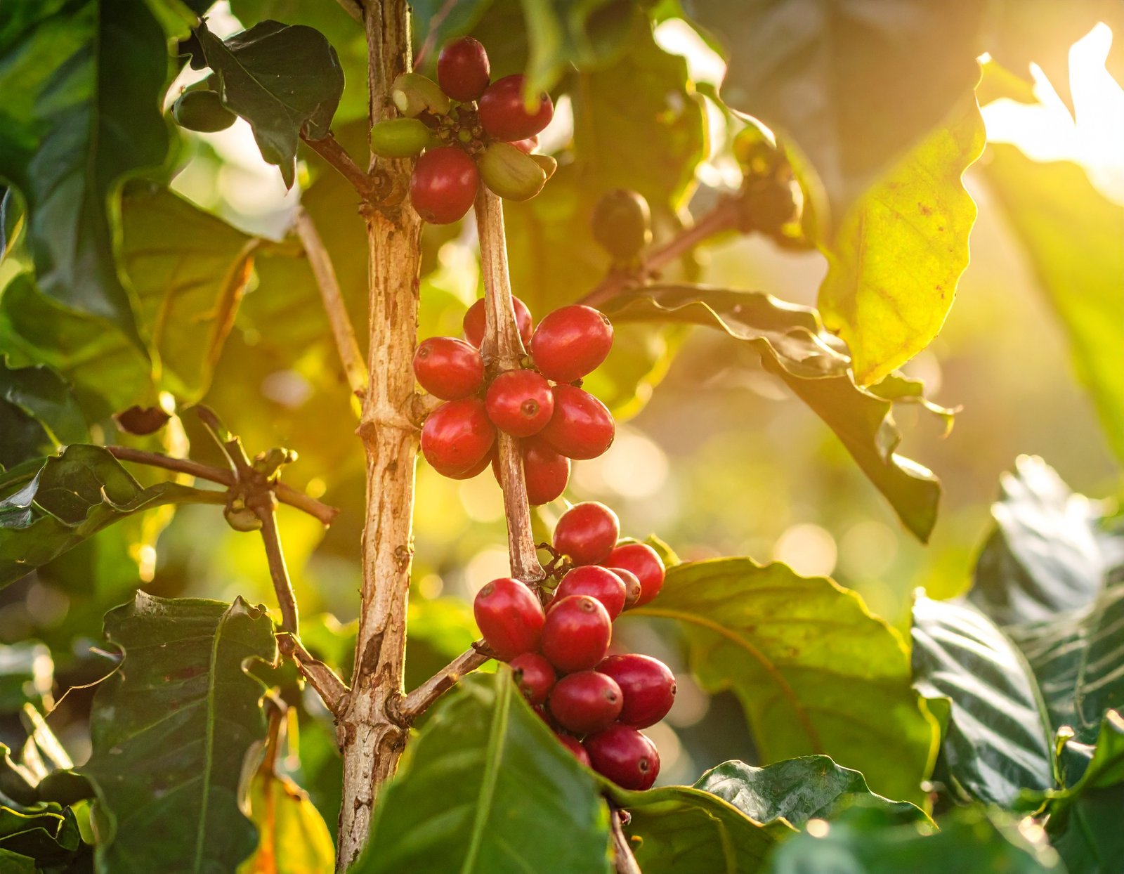 Friends talking and laughing over coffee in Ethiopia