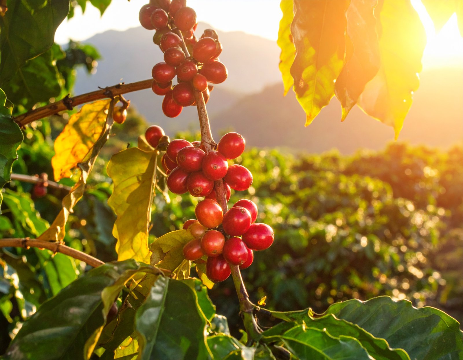 Neighbors enjoying Ethiopian coffee together outdoors